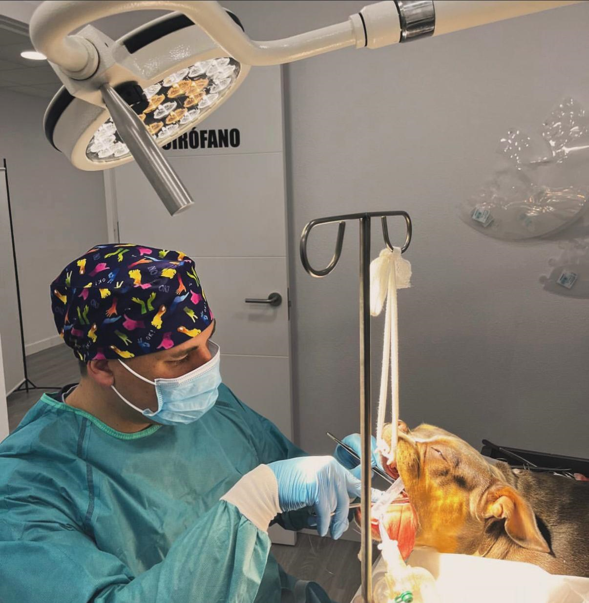 Quirófano veterinario